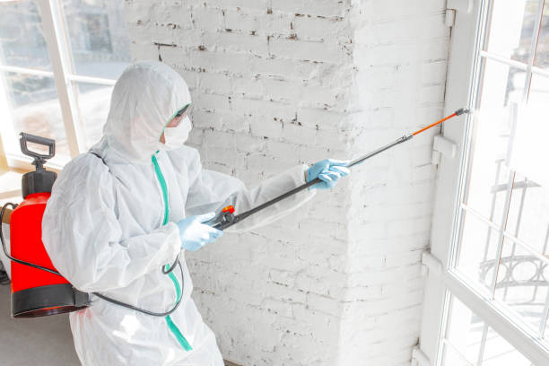 Why You Should Choose Our Mold Remediation Services in Middletown, CT